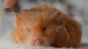 hamster sleepy